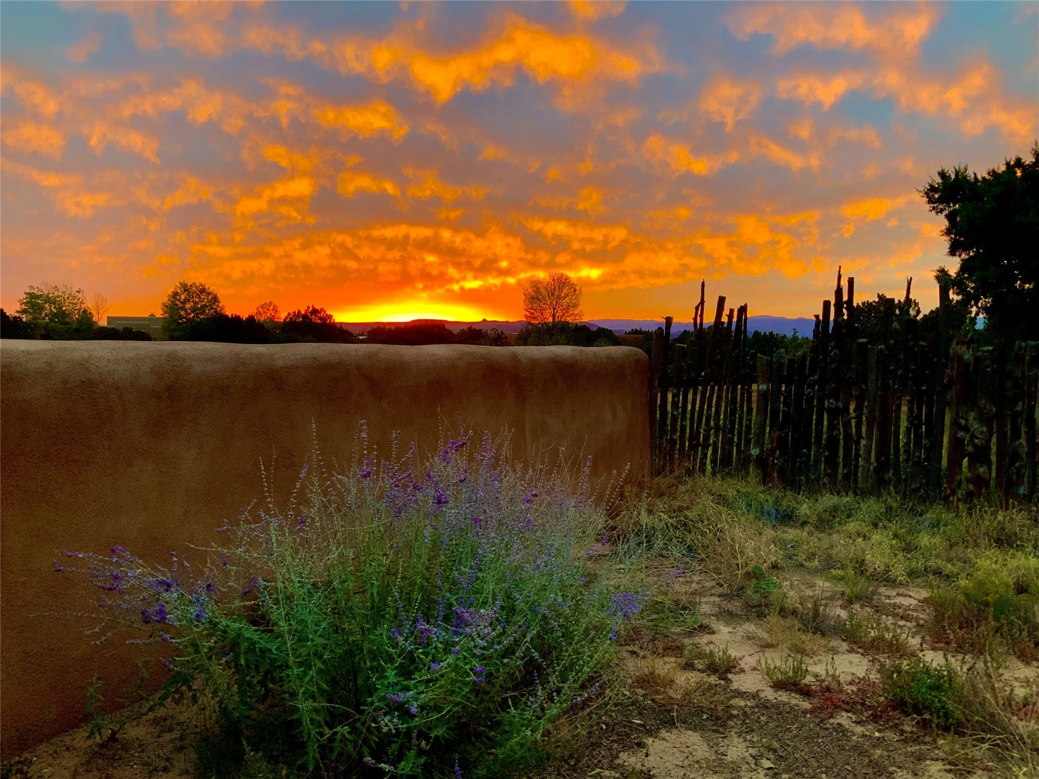 6 Sierra Lavanda