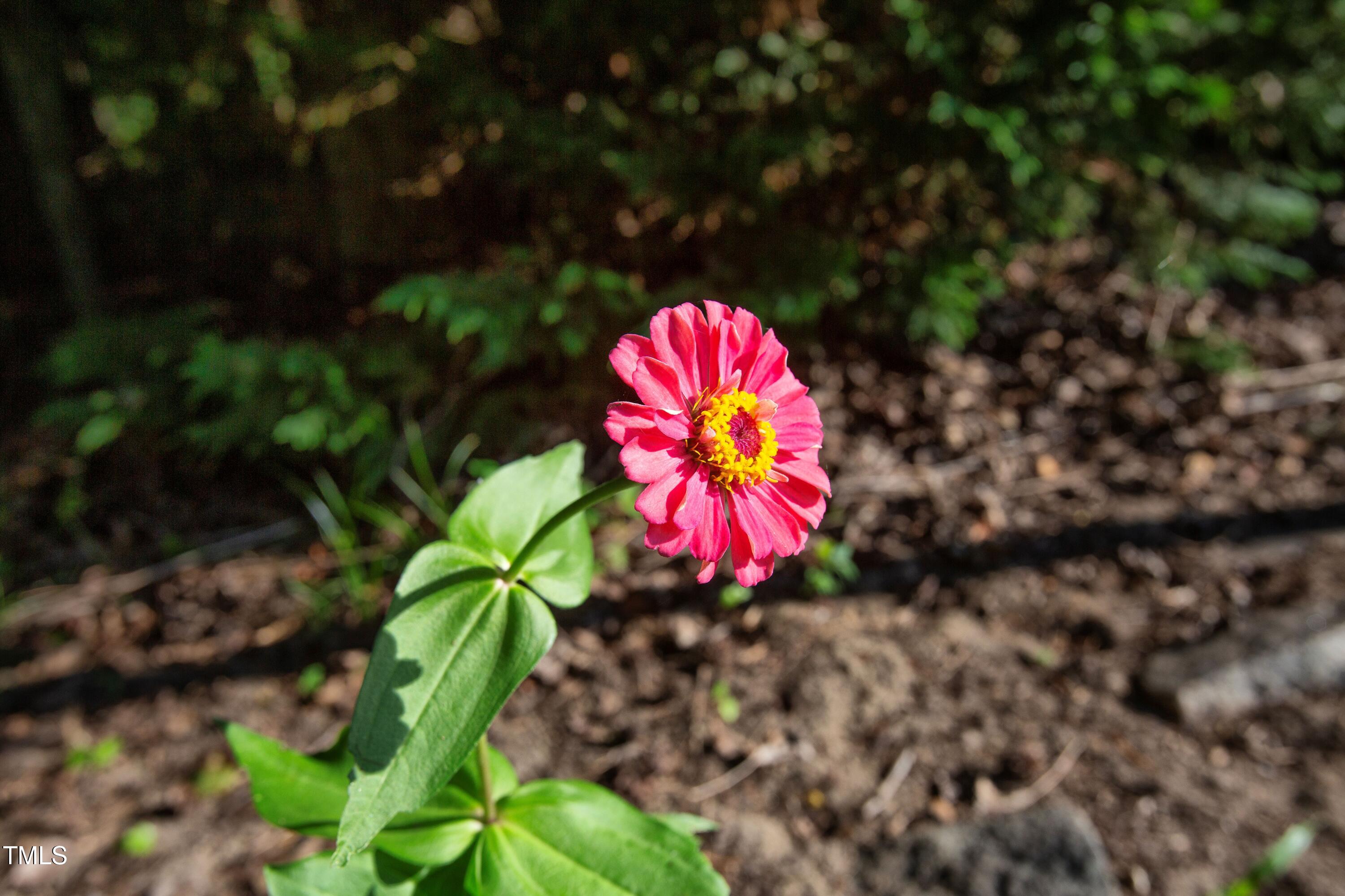 11633 Louisburg Road