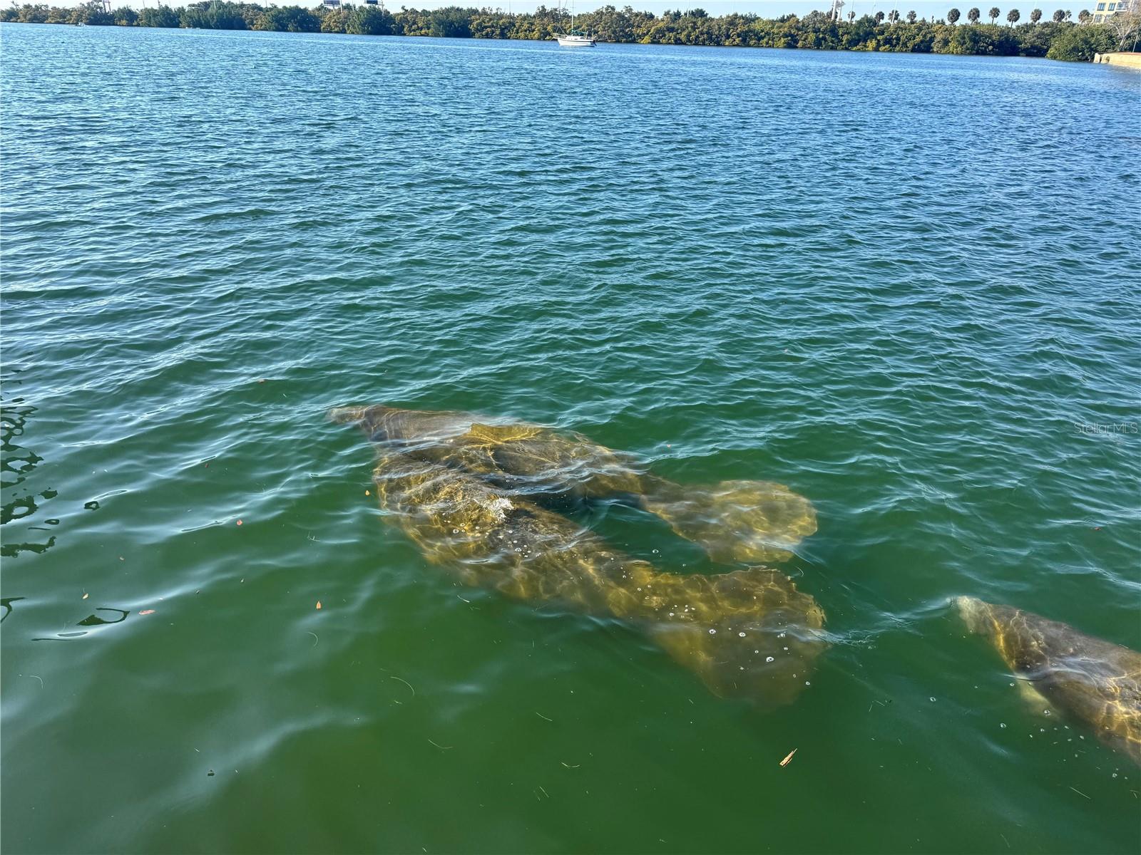 5701 MARINER ST #504A