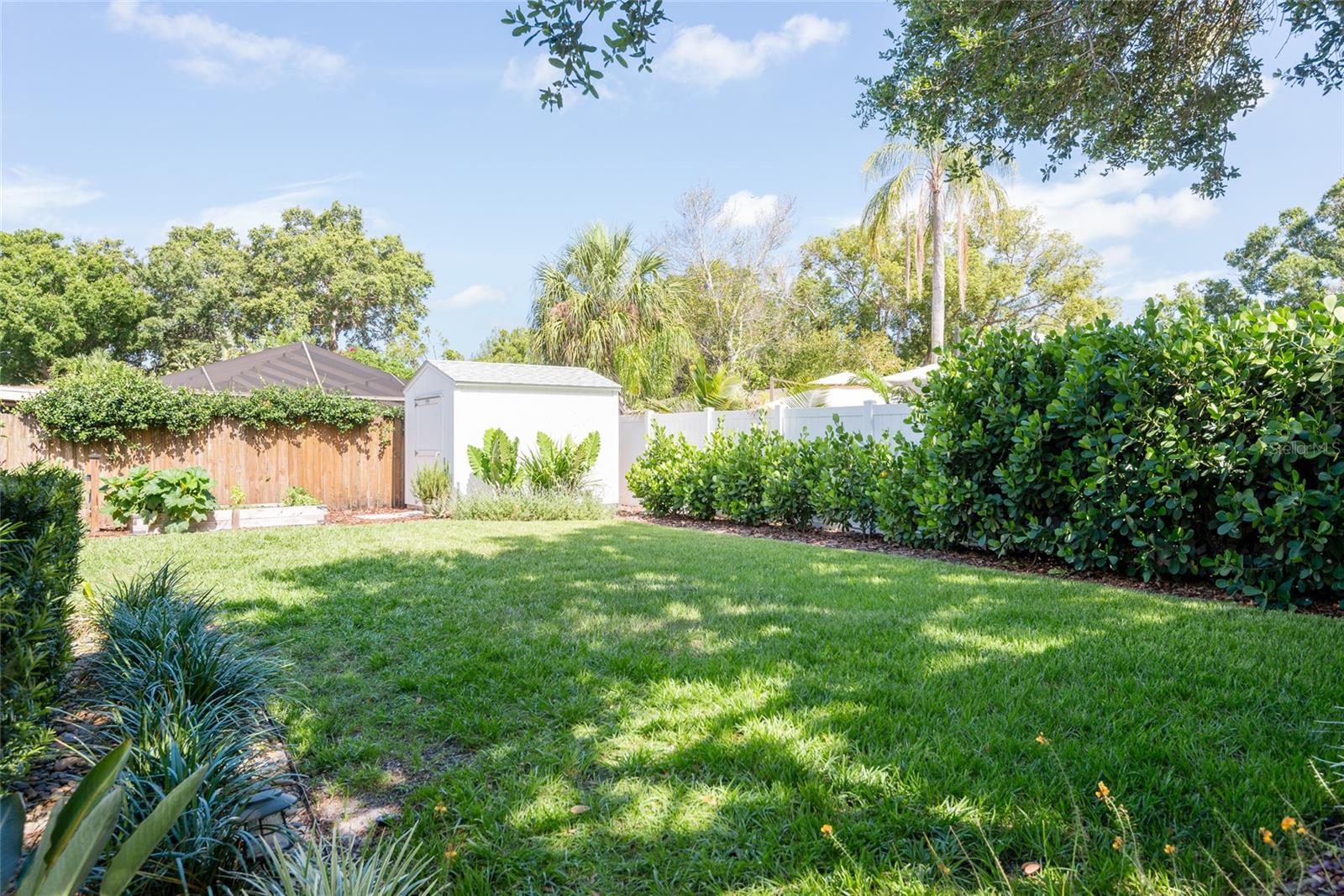 Backyard lawn bordered by dense hedges, a white privacy fence, and a small shed.