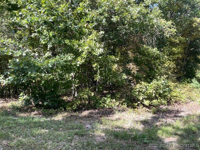 Wooded lot with dense trees behind a narrow grassy clearing.