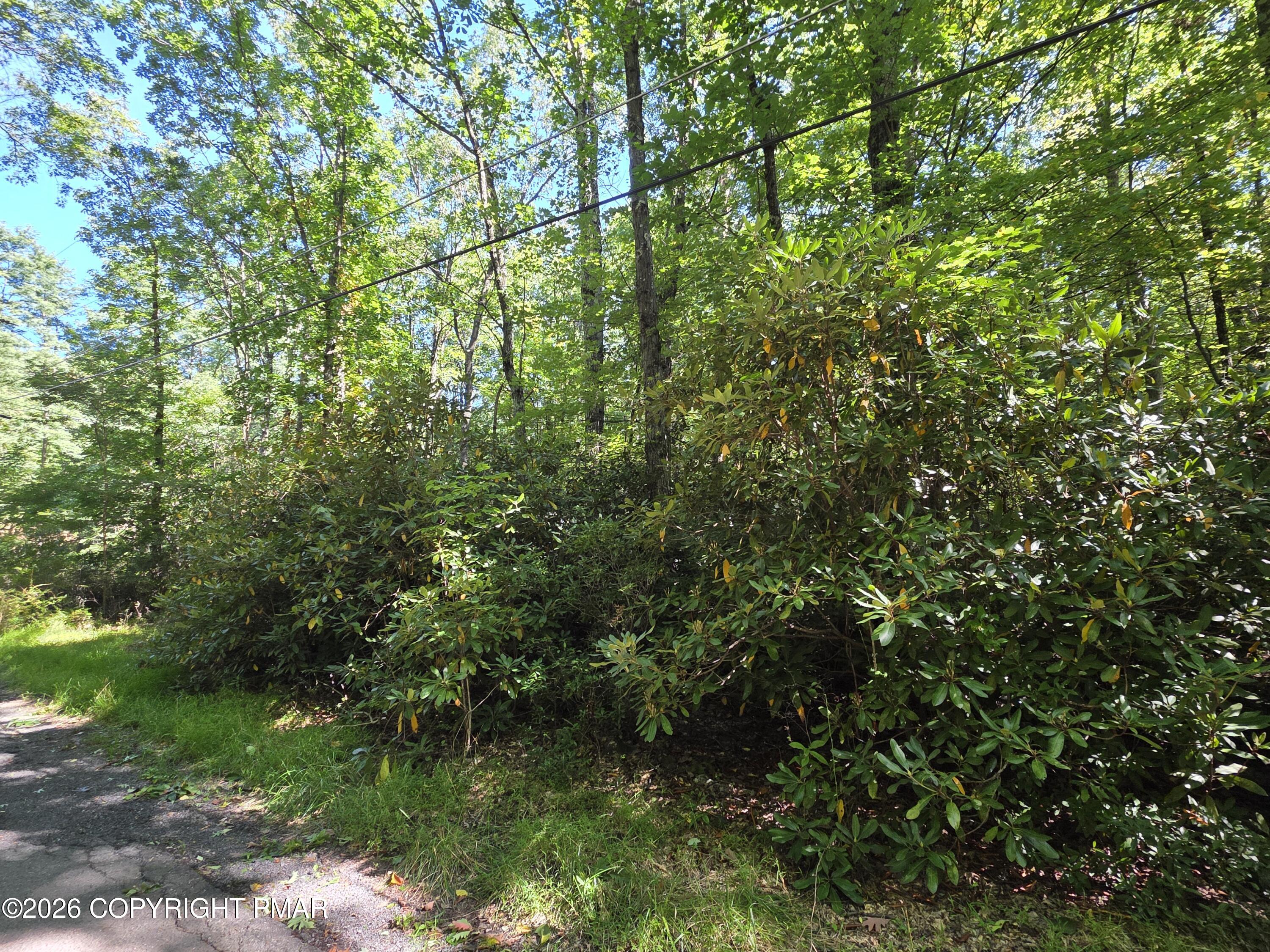 Wooded roadside with dense shrubs, tall trees, and utility lines overhead.