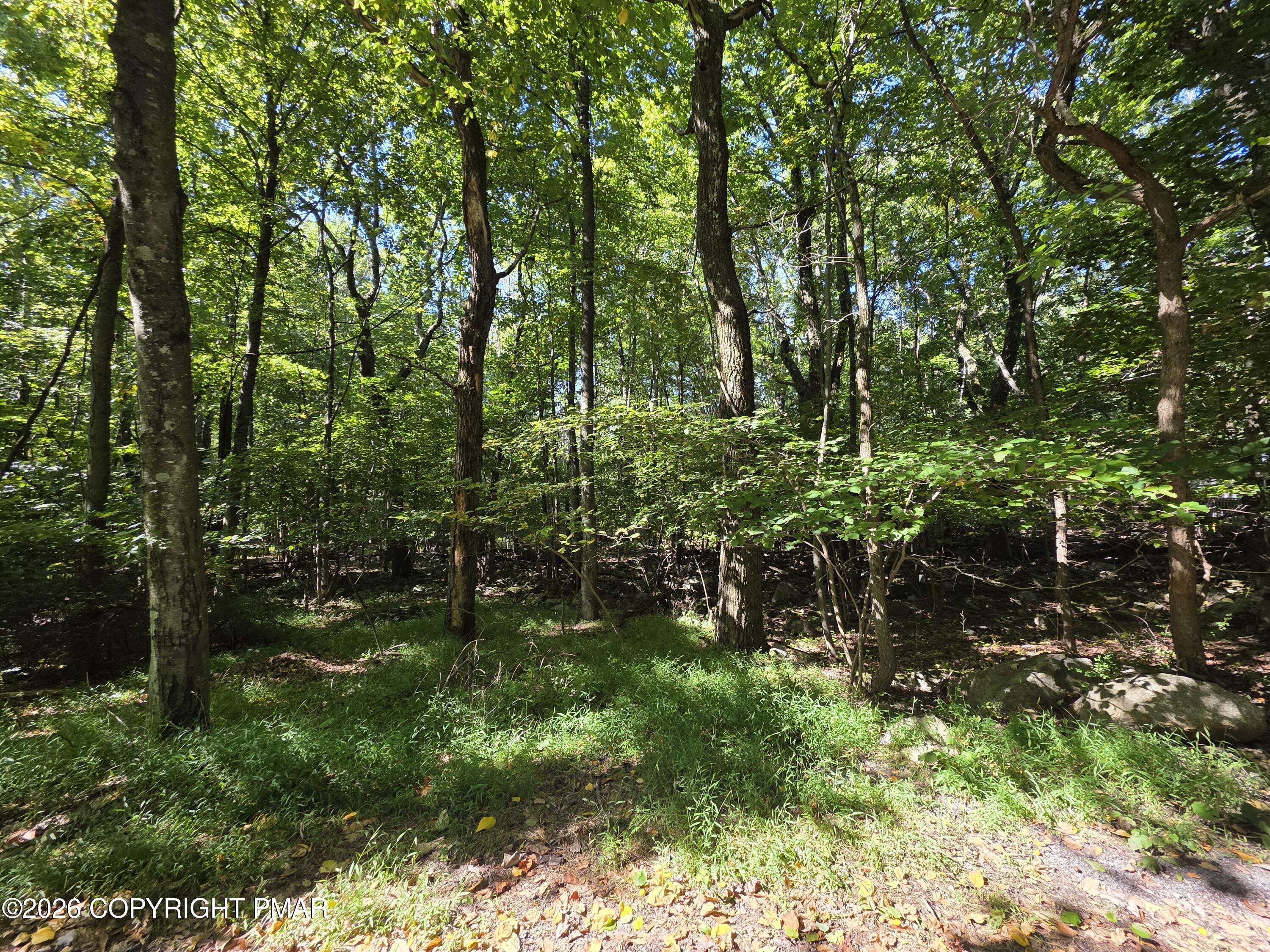 Wooded property lot with mature trees, dense undergrowth, and sunlit rocky ground.