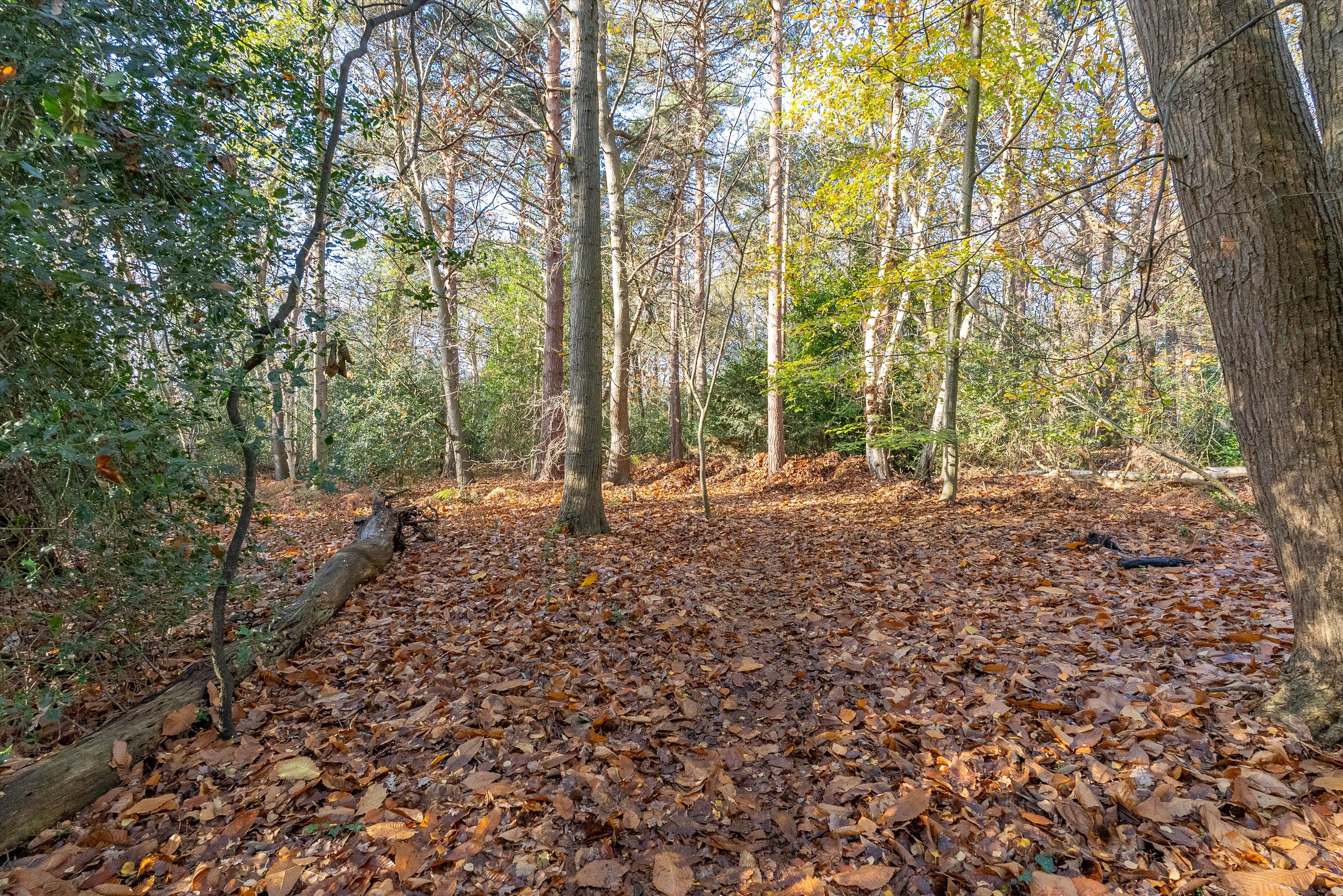 Lingwood, Byfleet Road, Cobham, KT11