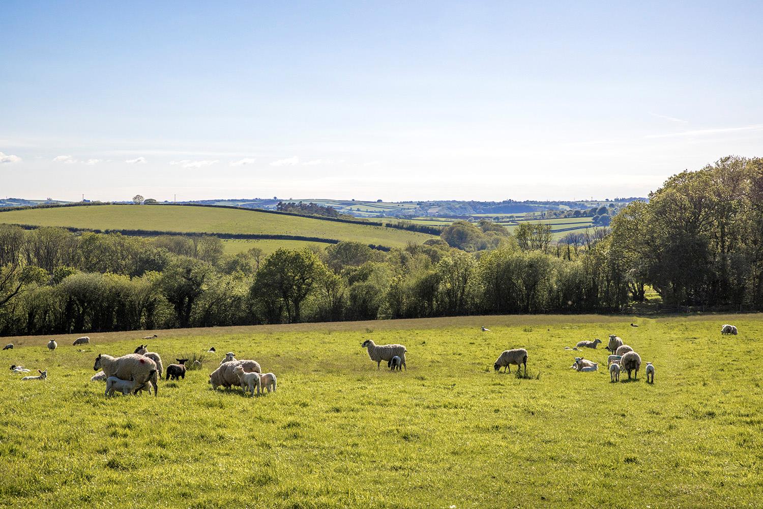 Roborough, Winkleigh, Devon, EX19