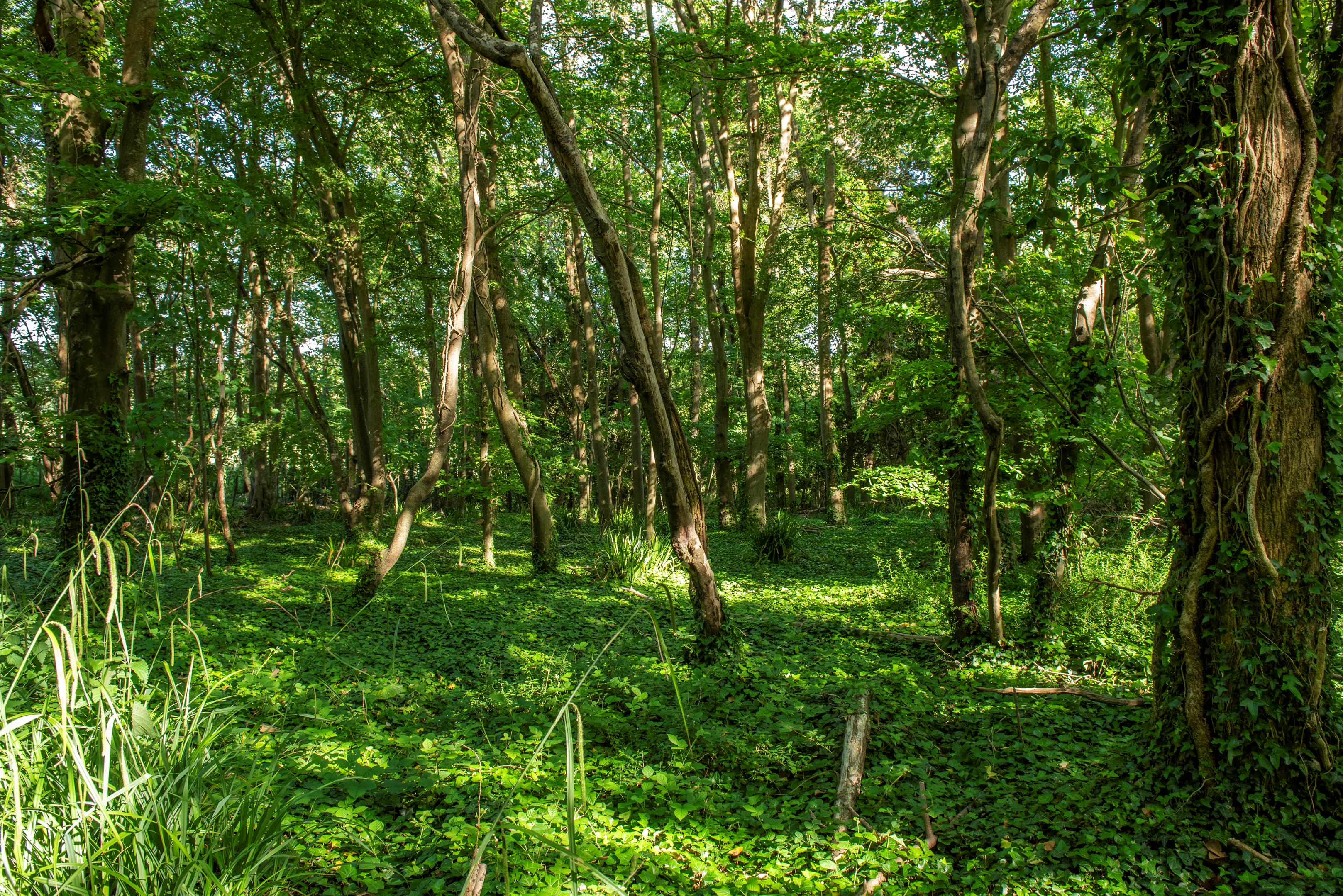 Langton Herring, Dorset, DT3