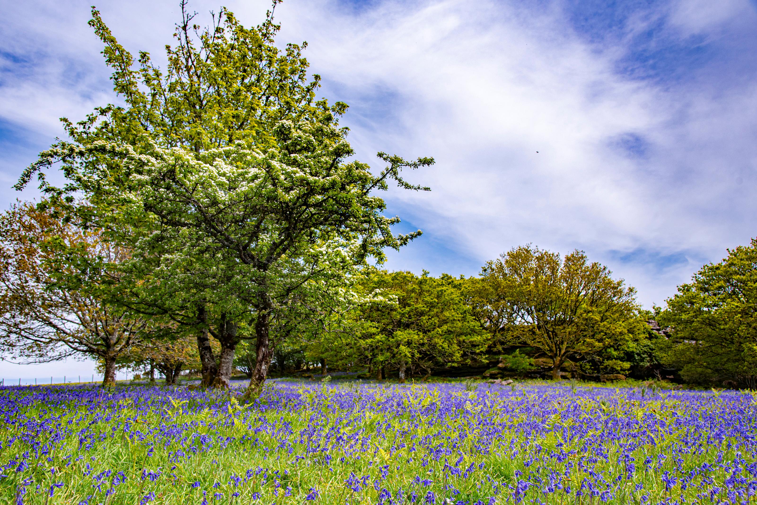 Lustleigh, Bovey Tracey, Devon TQ13