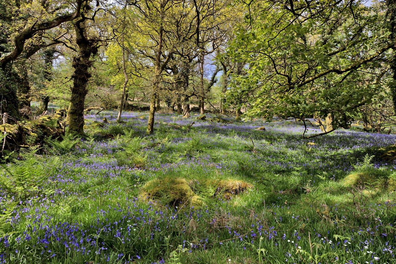 Widecombe-in-the-Moor, Newton Abbot, Devon, TQ13