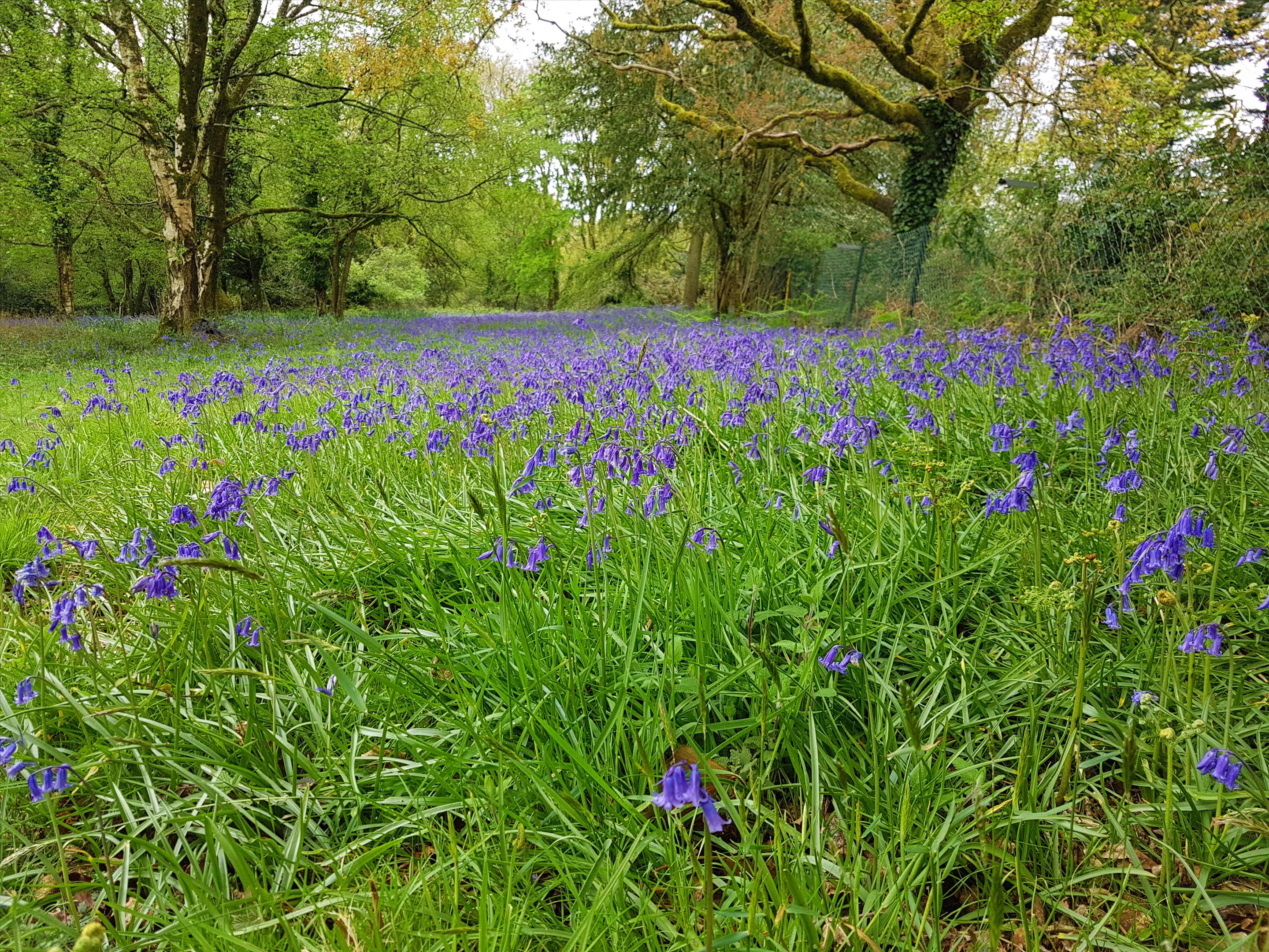 Woodhouse Lane, Uplyme, Lyme Regis, Devon, DT7