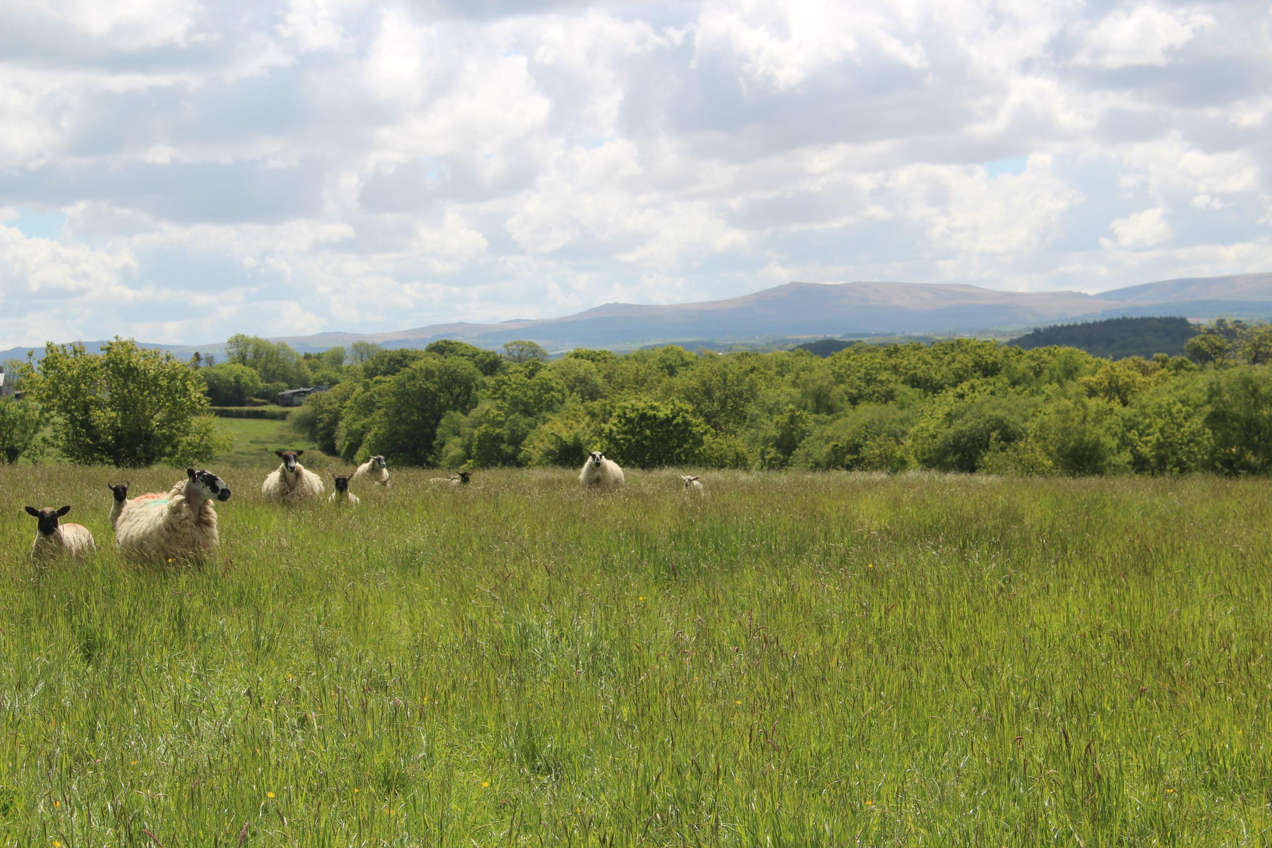Hatherleigh, Okehampton, Devon EX20