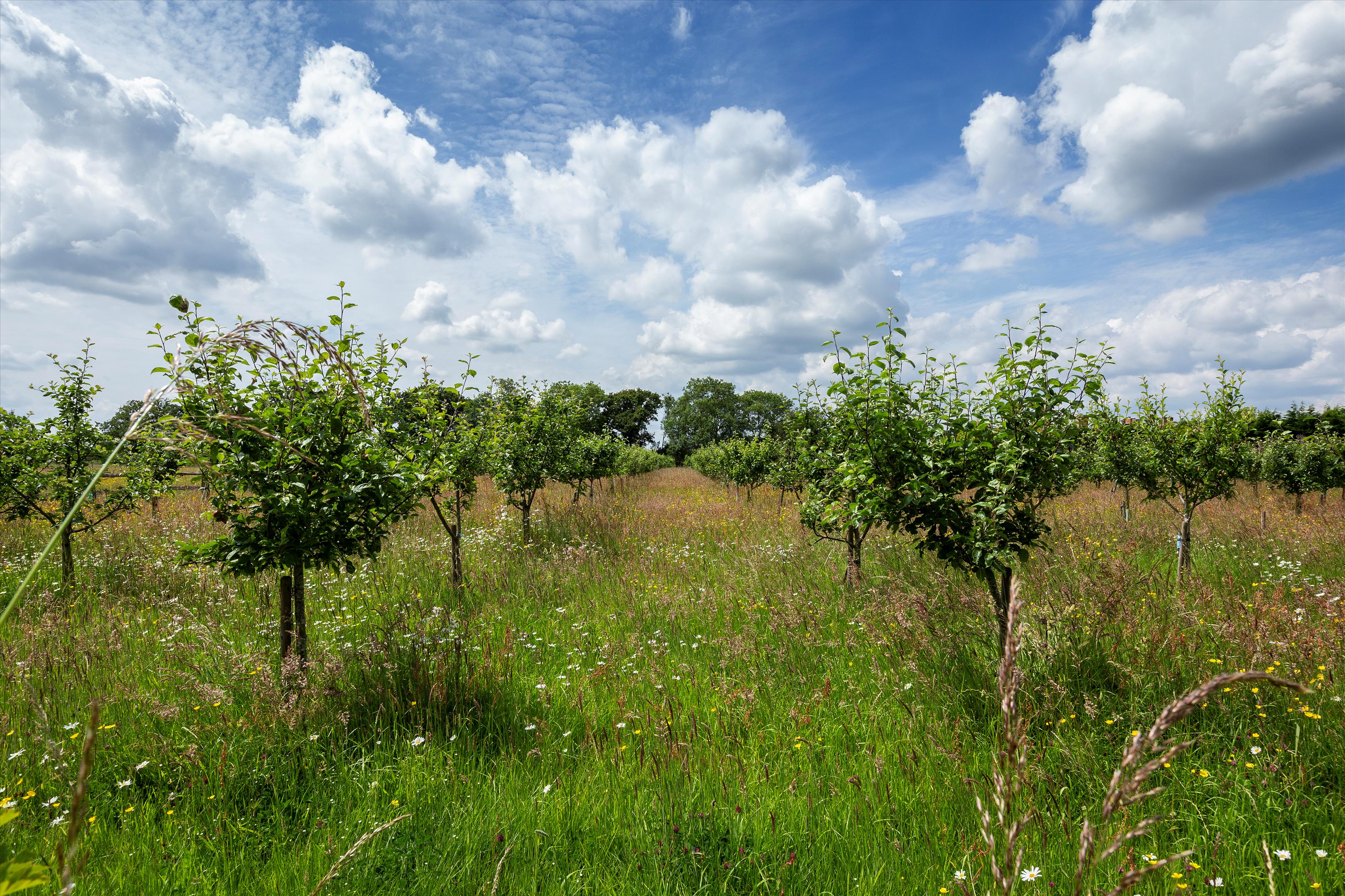 The Common, Dunsfold, Godalming, Surrey, GU8