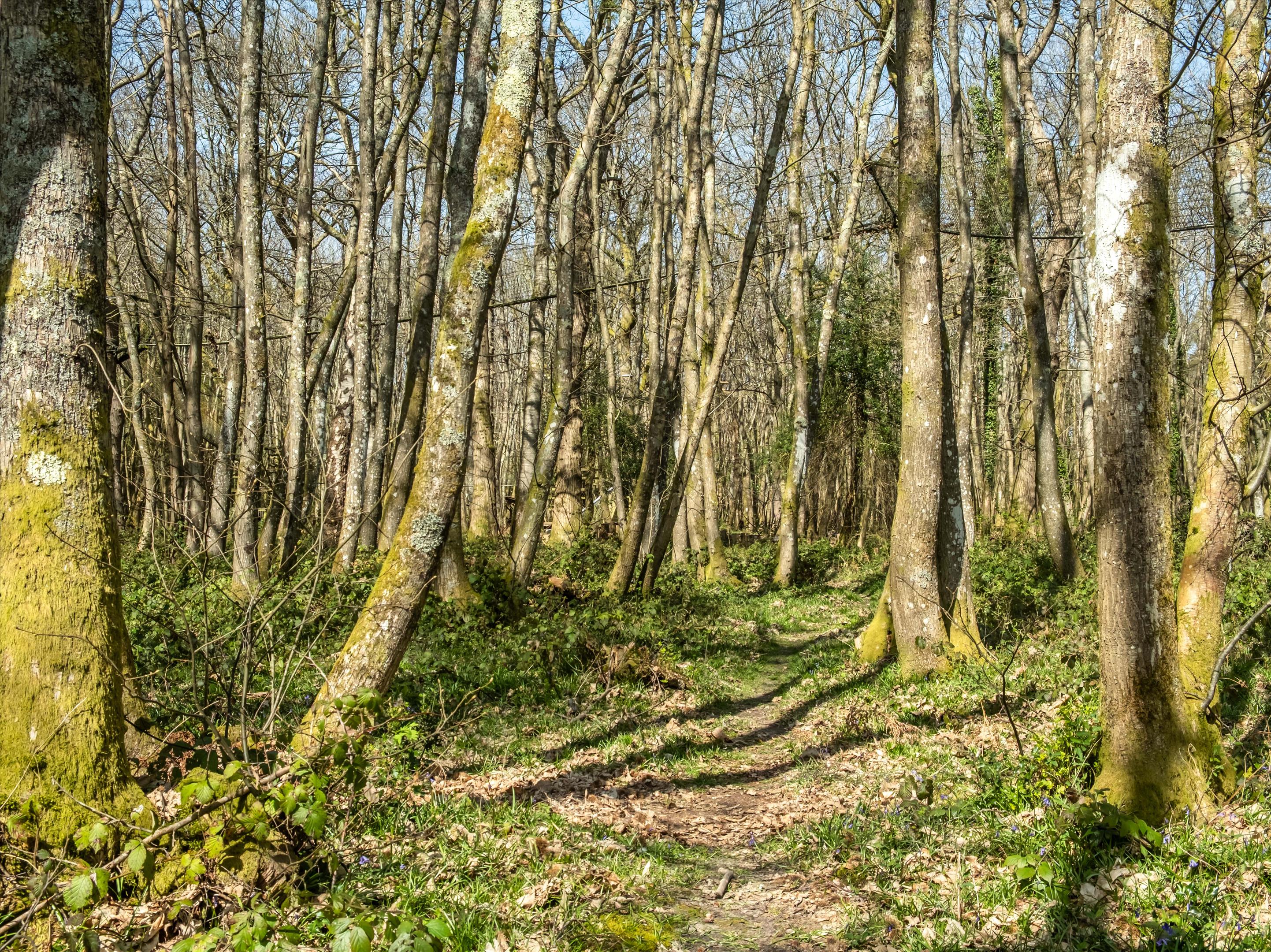 Linchmere Ridge, Haslemere, Surrey GU27