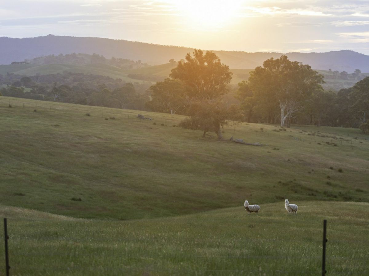 Mansfield, North Eastern, VIC