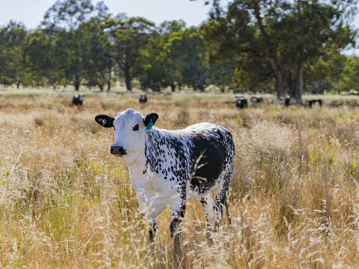 Yarragundry, Murray Region, NSW