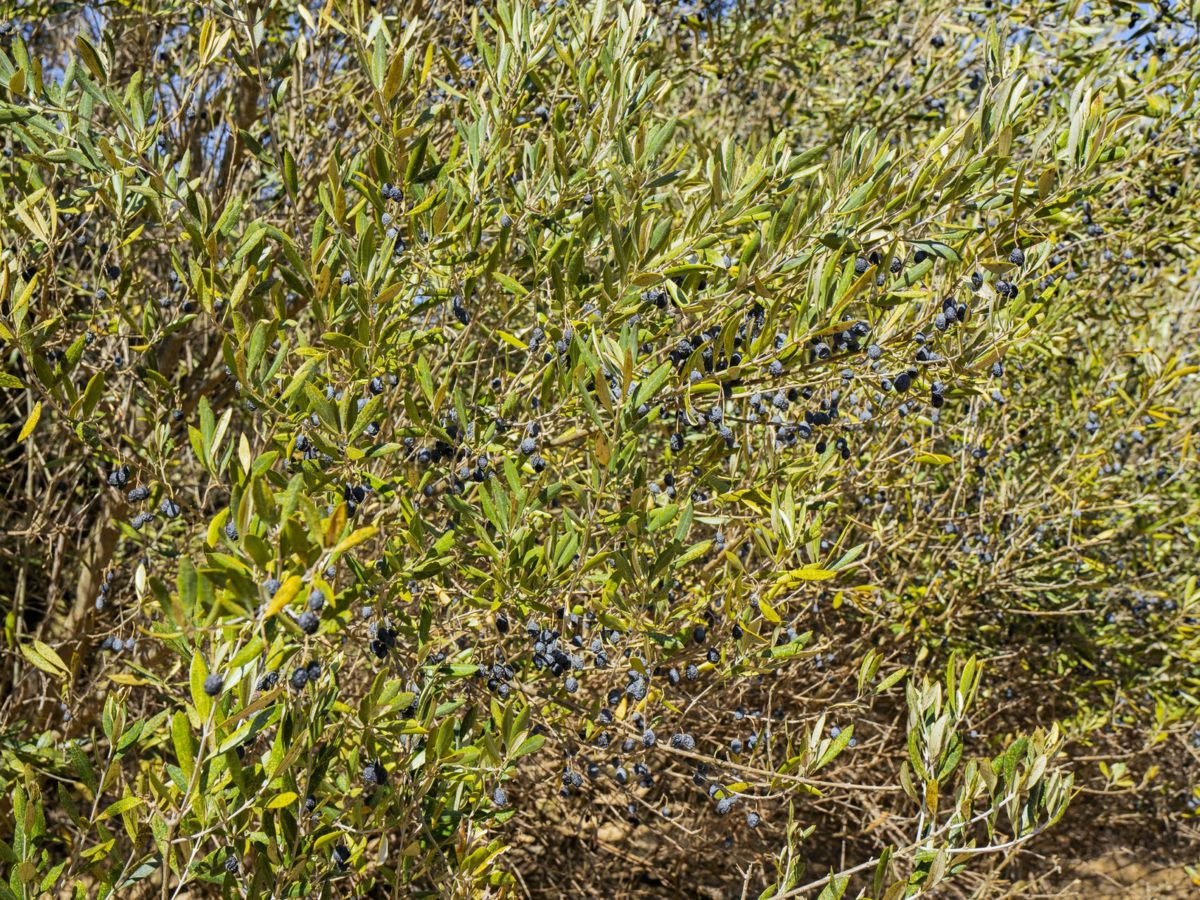 Yarragundry, Murray Region, NSW