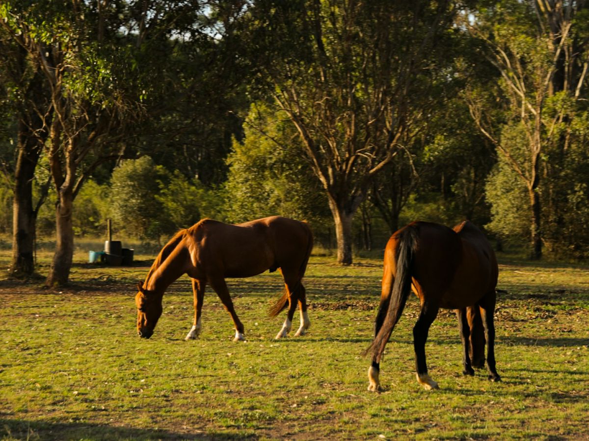 Cobbitty, Macarthur/Camden, NSW