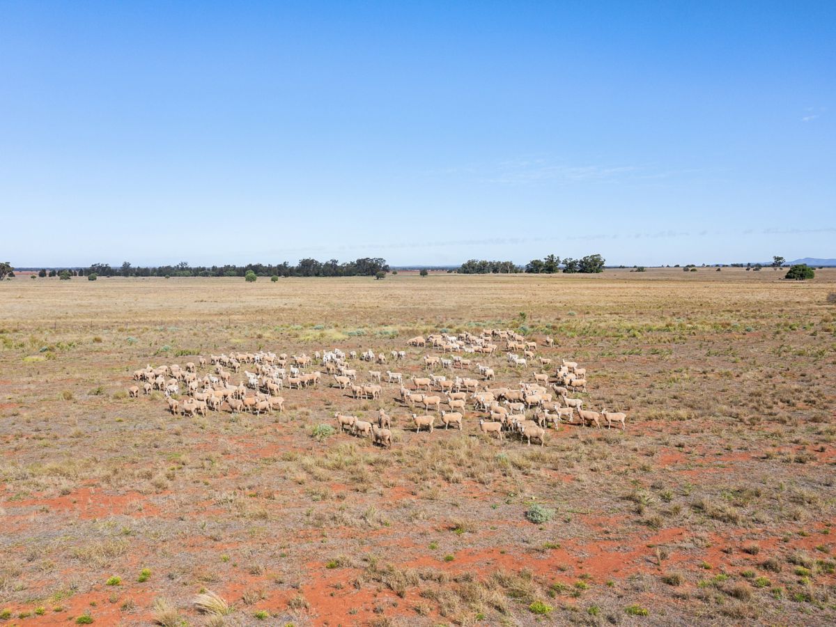Boona Mount, Dubbo and Orana, NSW