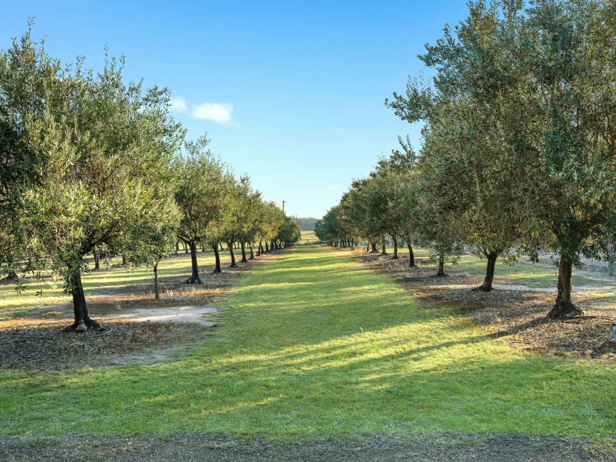 Pokolbin, Hunter Valley - Lower, NSW