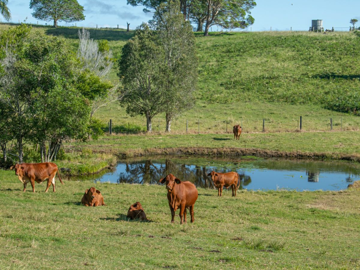 Bli Bli, Sunshine Coast, QLD
