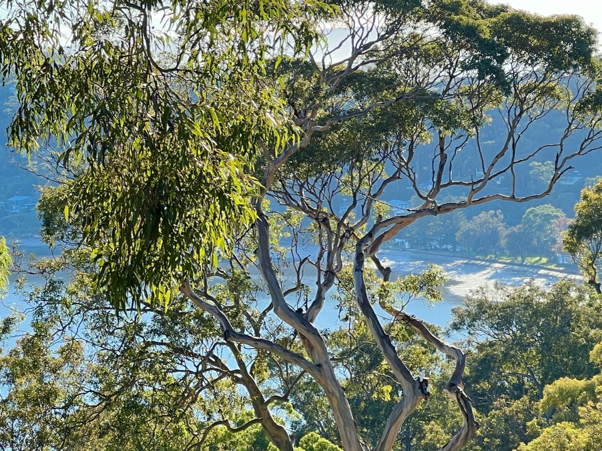 Avalon Beach, Northern Beaches, NSW