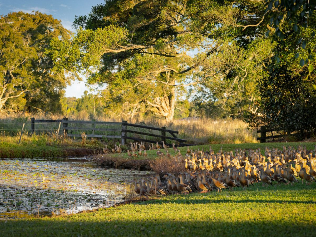 Knockrow, Northern Rivers, NSW