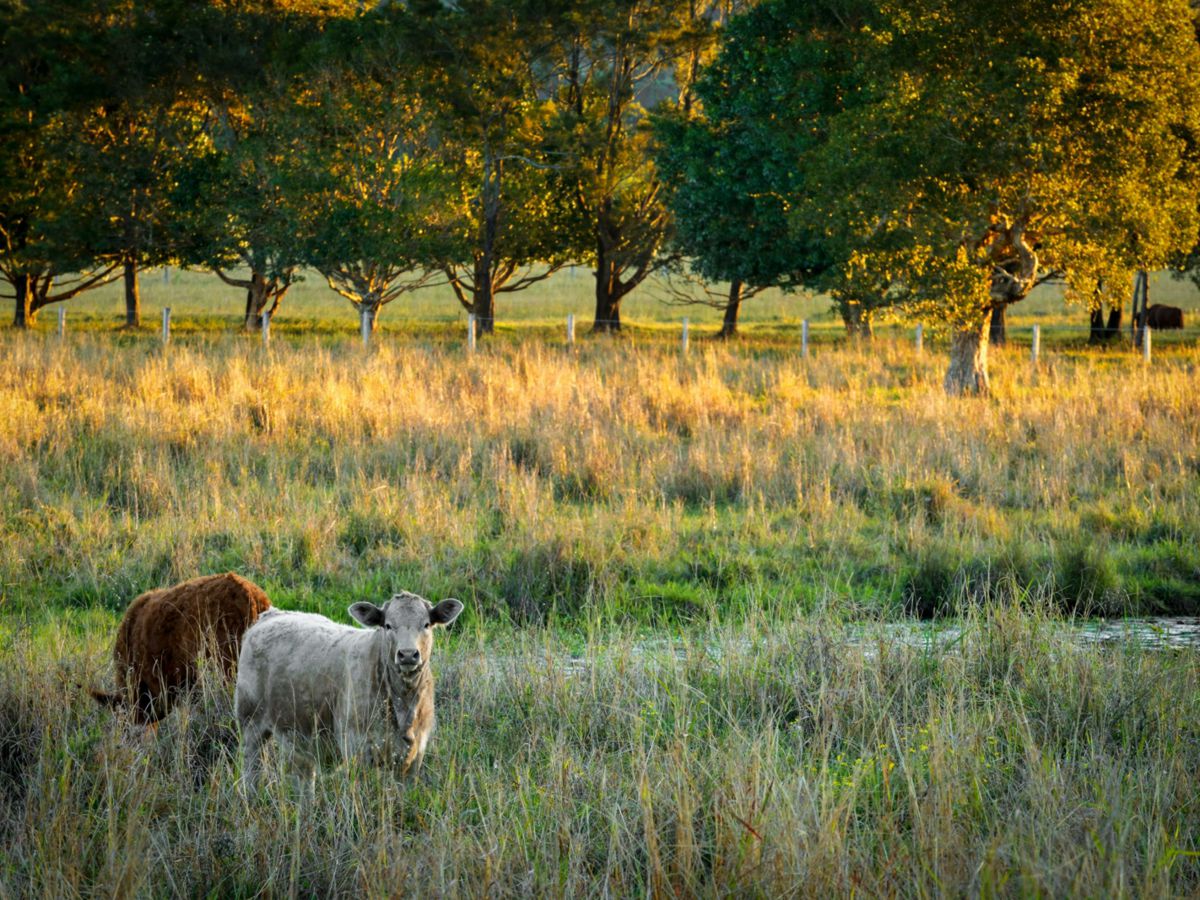 Knockrow, Northern Rivers, NSW