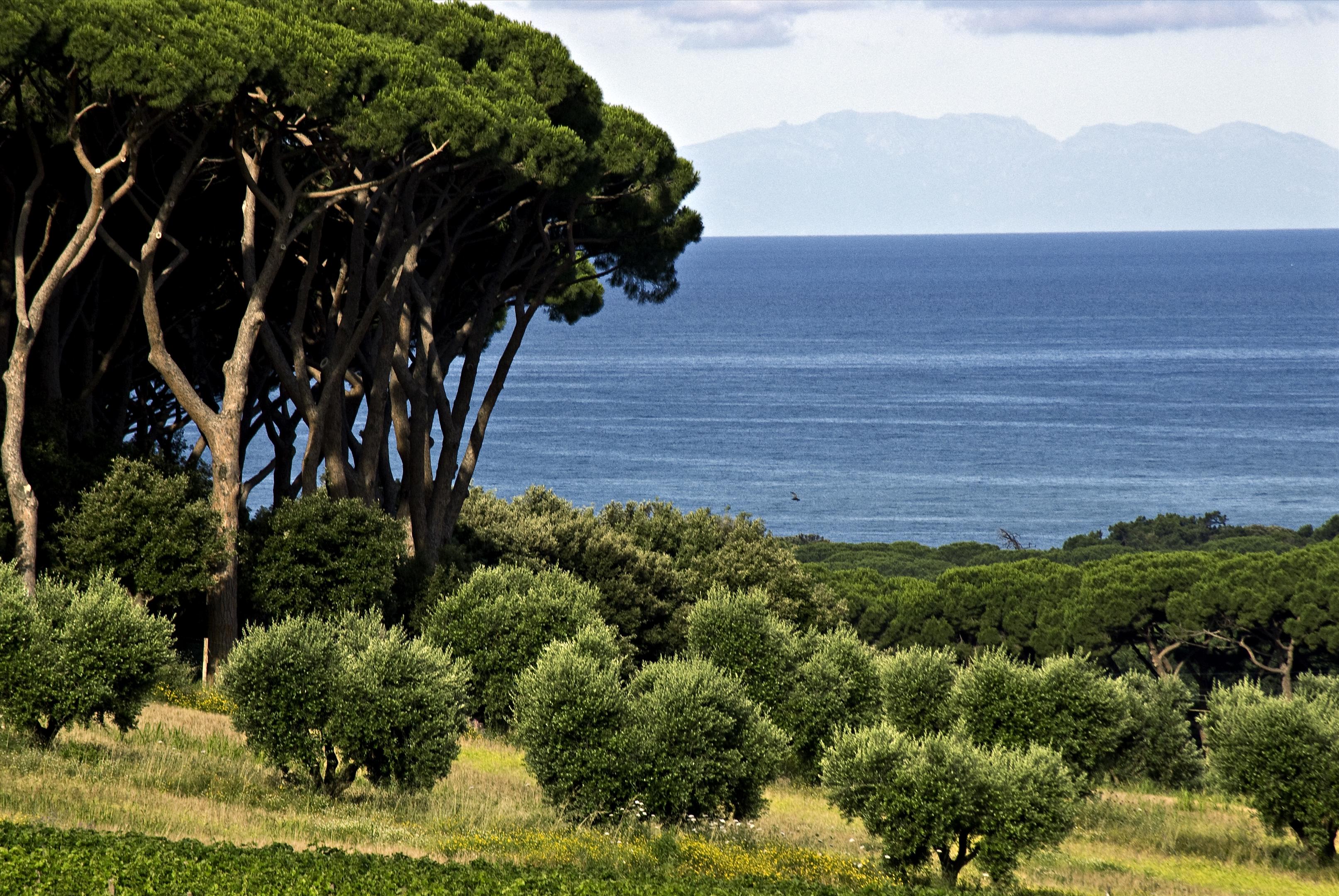 Bolgheri, Livorno, Tuscany