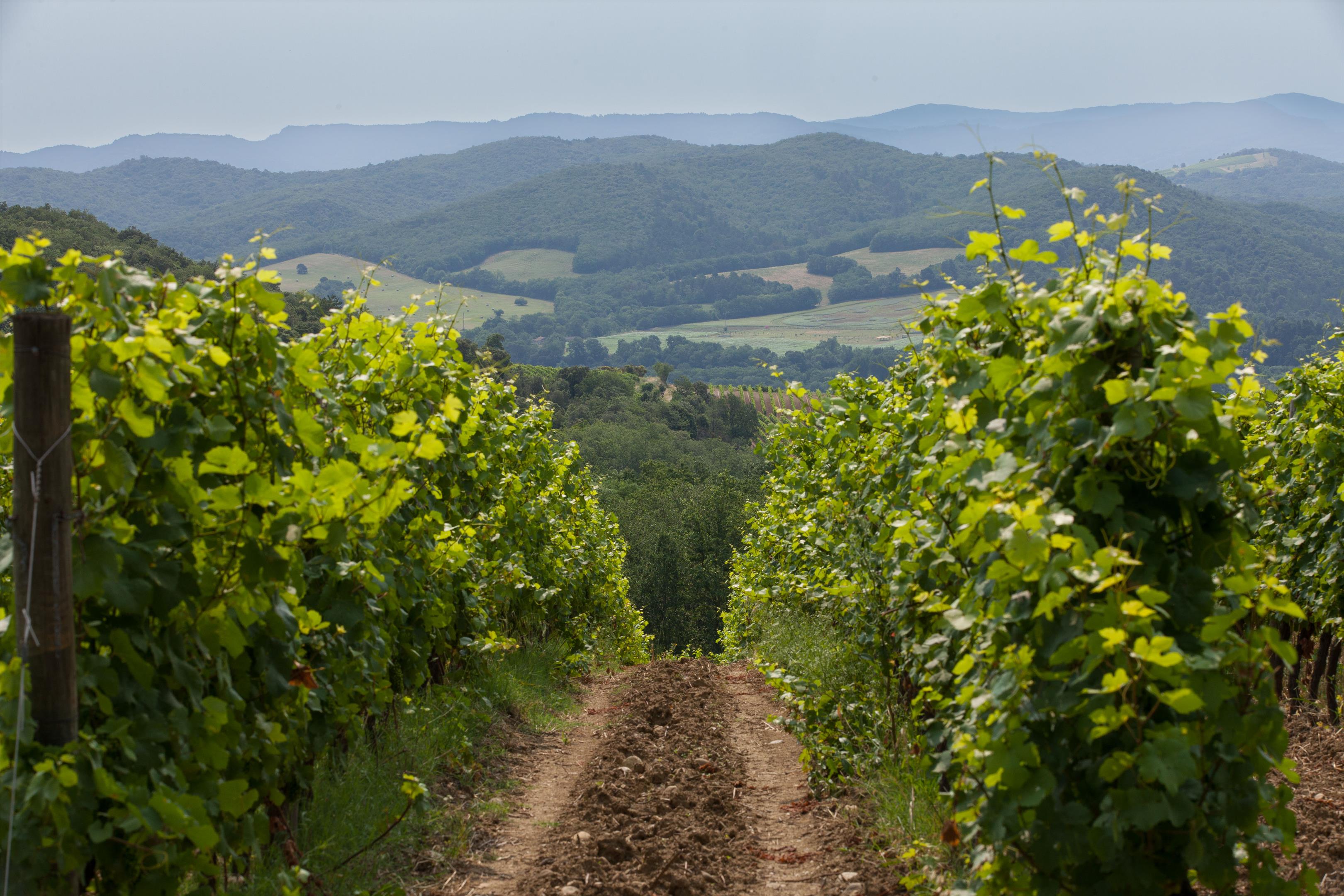 Limoux, Aude, Occitanie