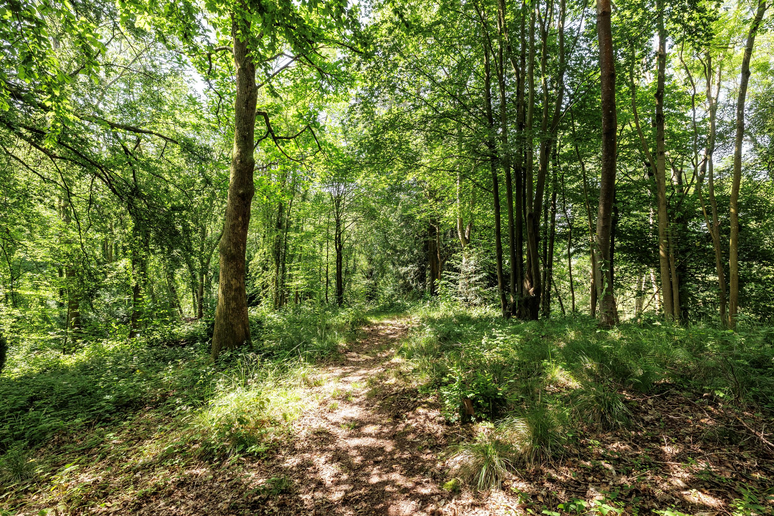 Ribwood, 3 Caynham Woods, Caynham, Ludlow, Shropshire SY8