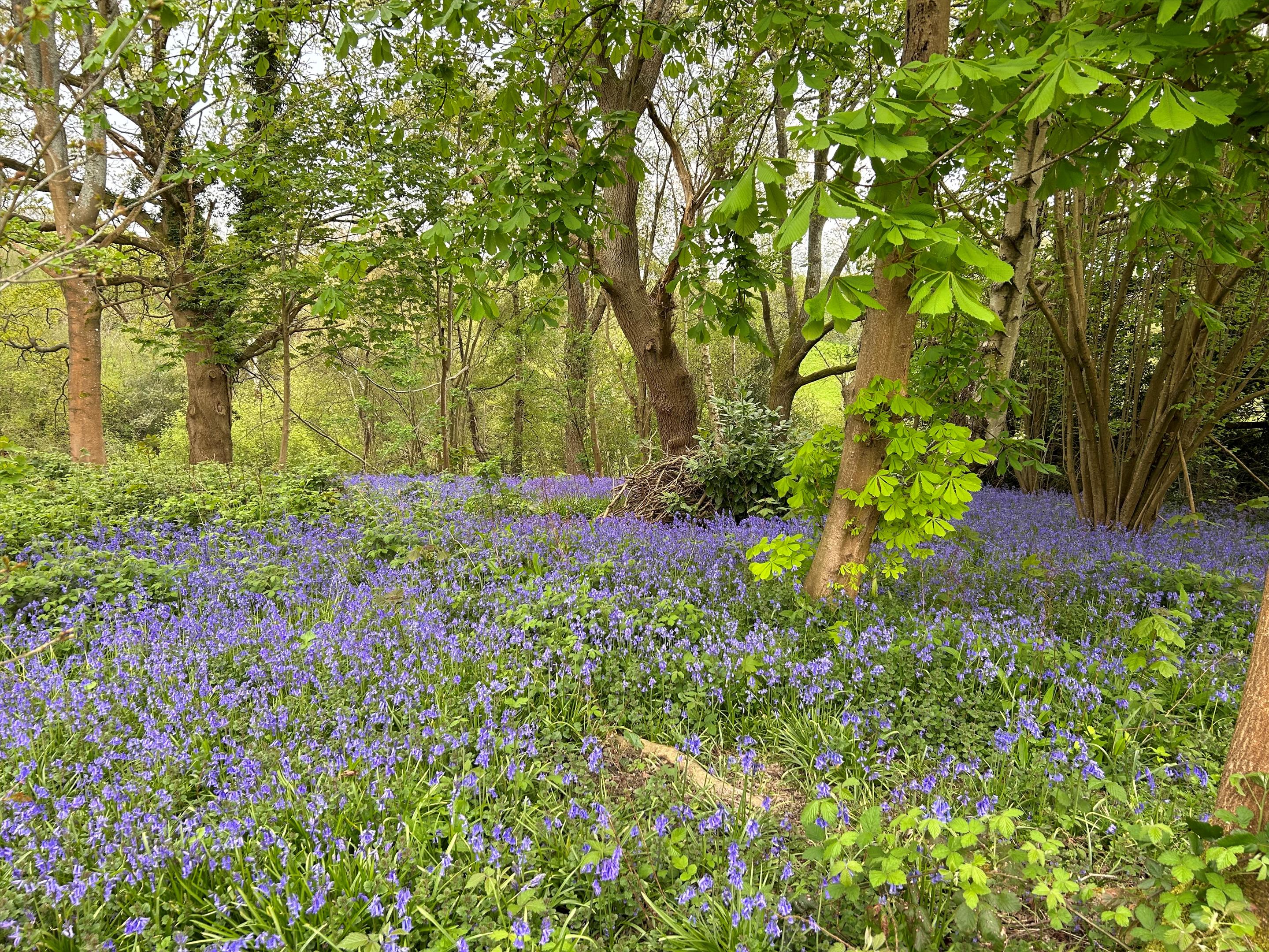 Limes Lane, Buxted, Uckfield, East Sussex, TN22