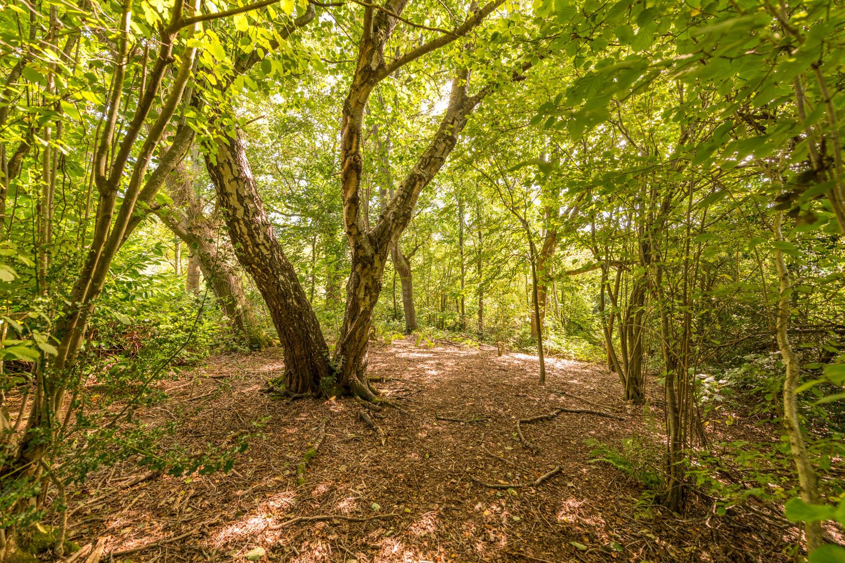 Limes Lane, Buxted, Uckfield, East Sussex, TN22