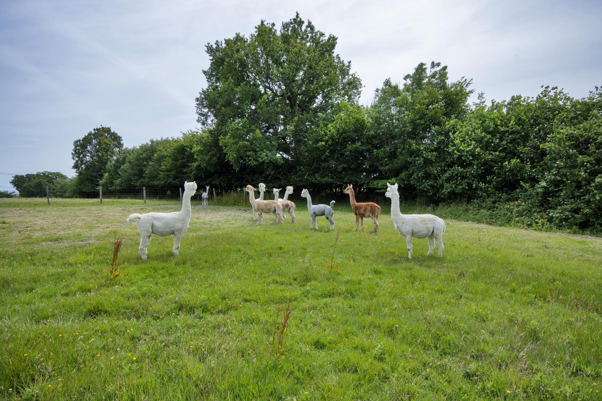 Doucegrove Lane, Northiam, Rye, East Sussex TN31