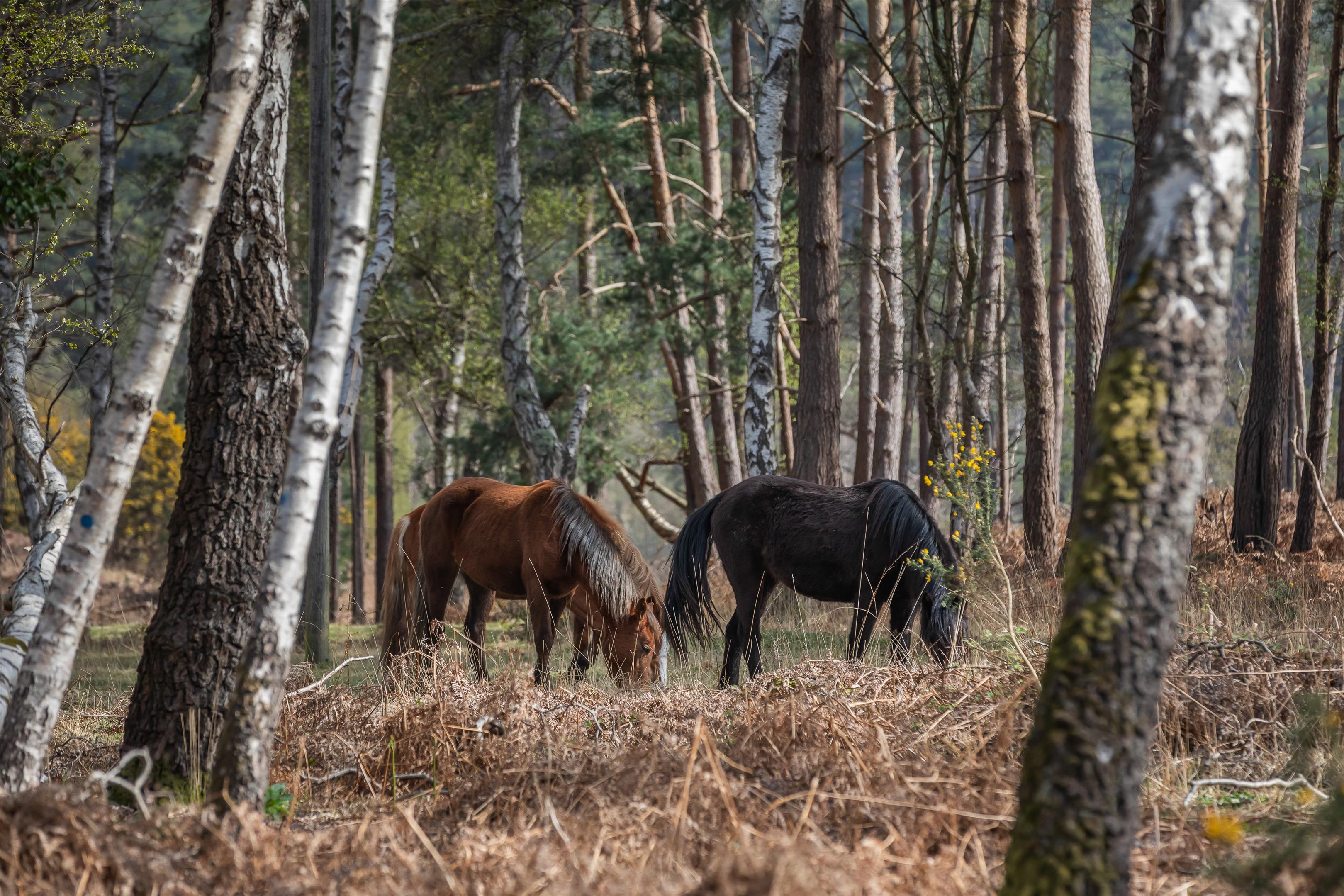 Lymington Road, Brockenhurst, Hampshire, SO42