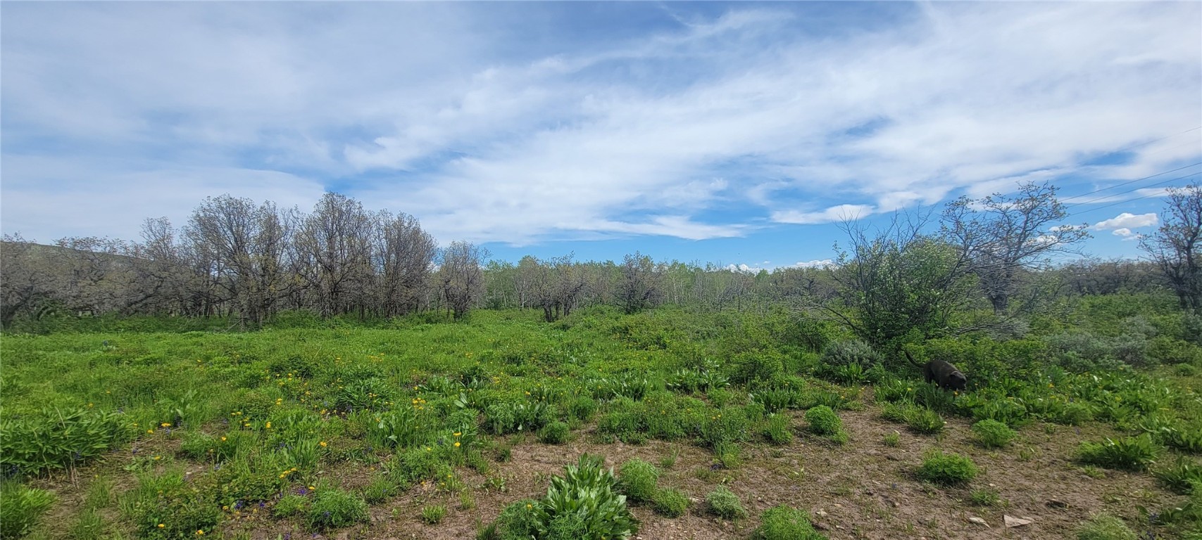 24425 Lone Tooth TRAIL