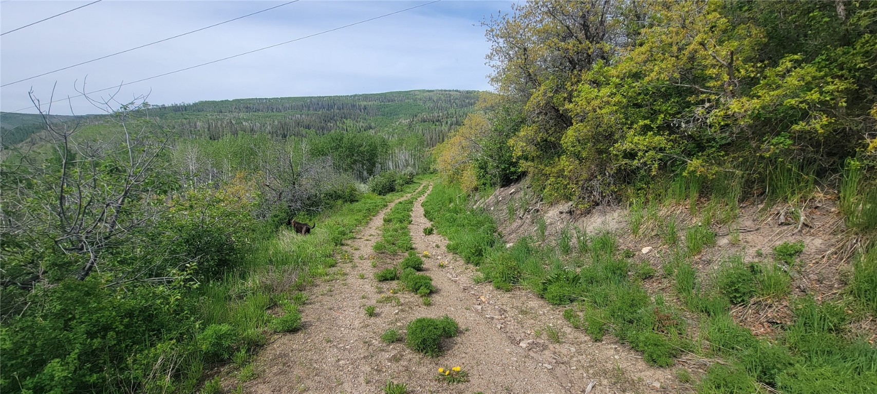 24425 Lone Tooth TRAIL