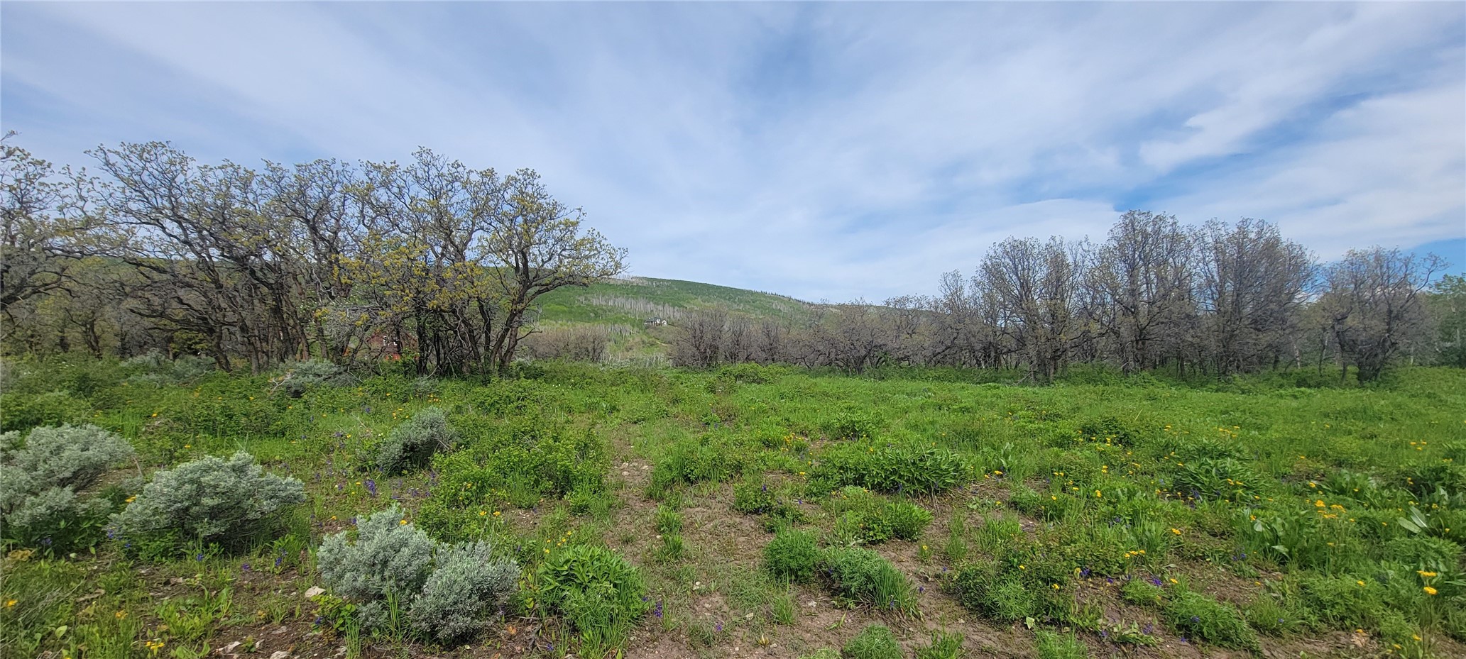 24425 Lone Tooth TRAIL