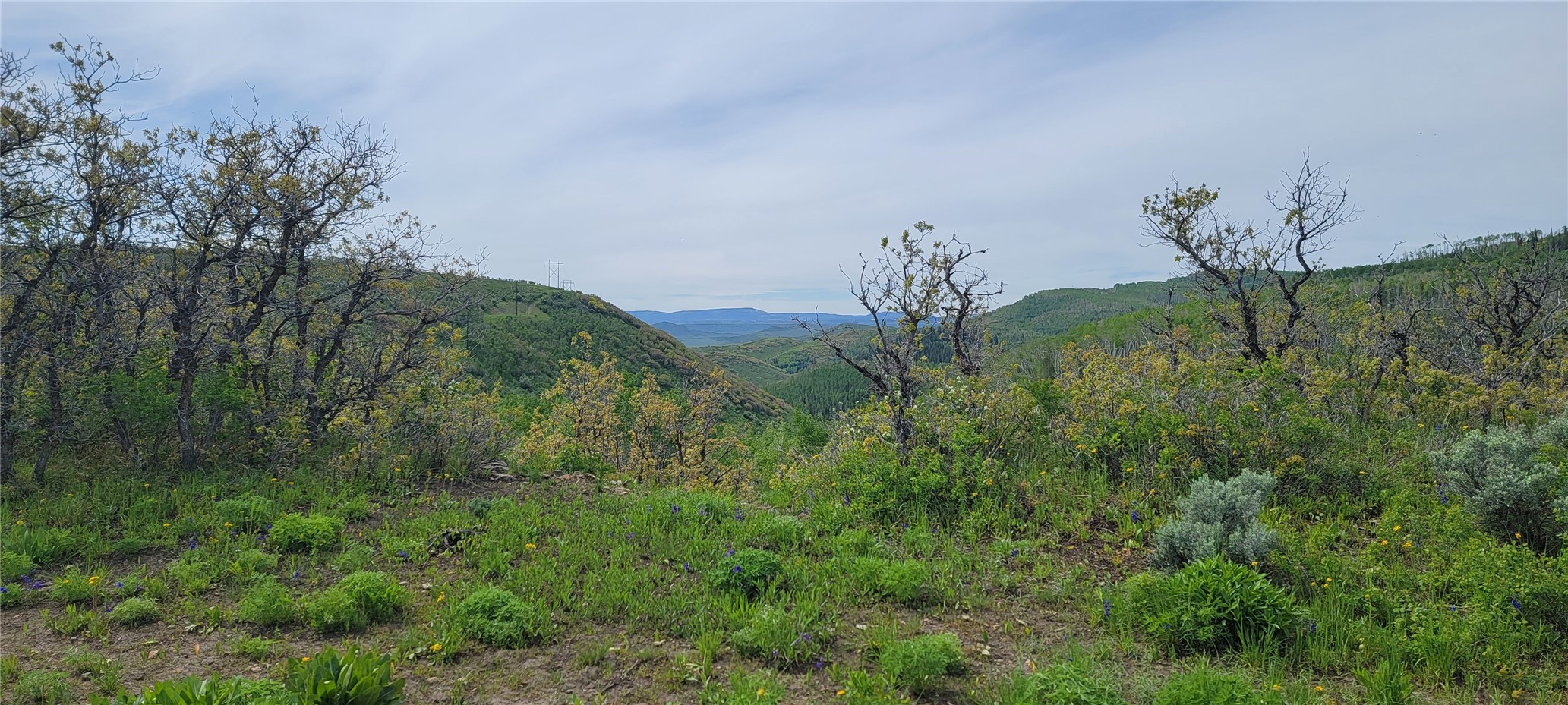 24425 Lone Tooth TRAIL