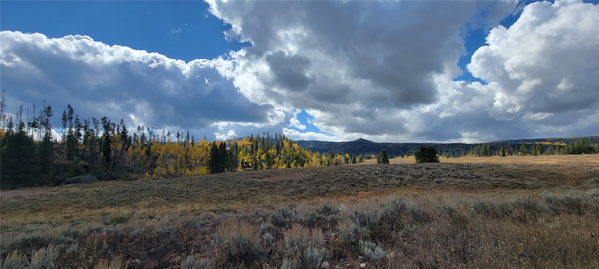 TBD Cody TRAIL