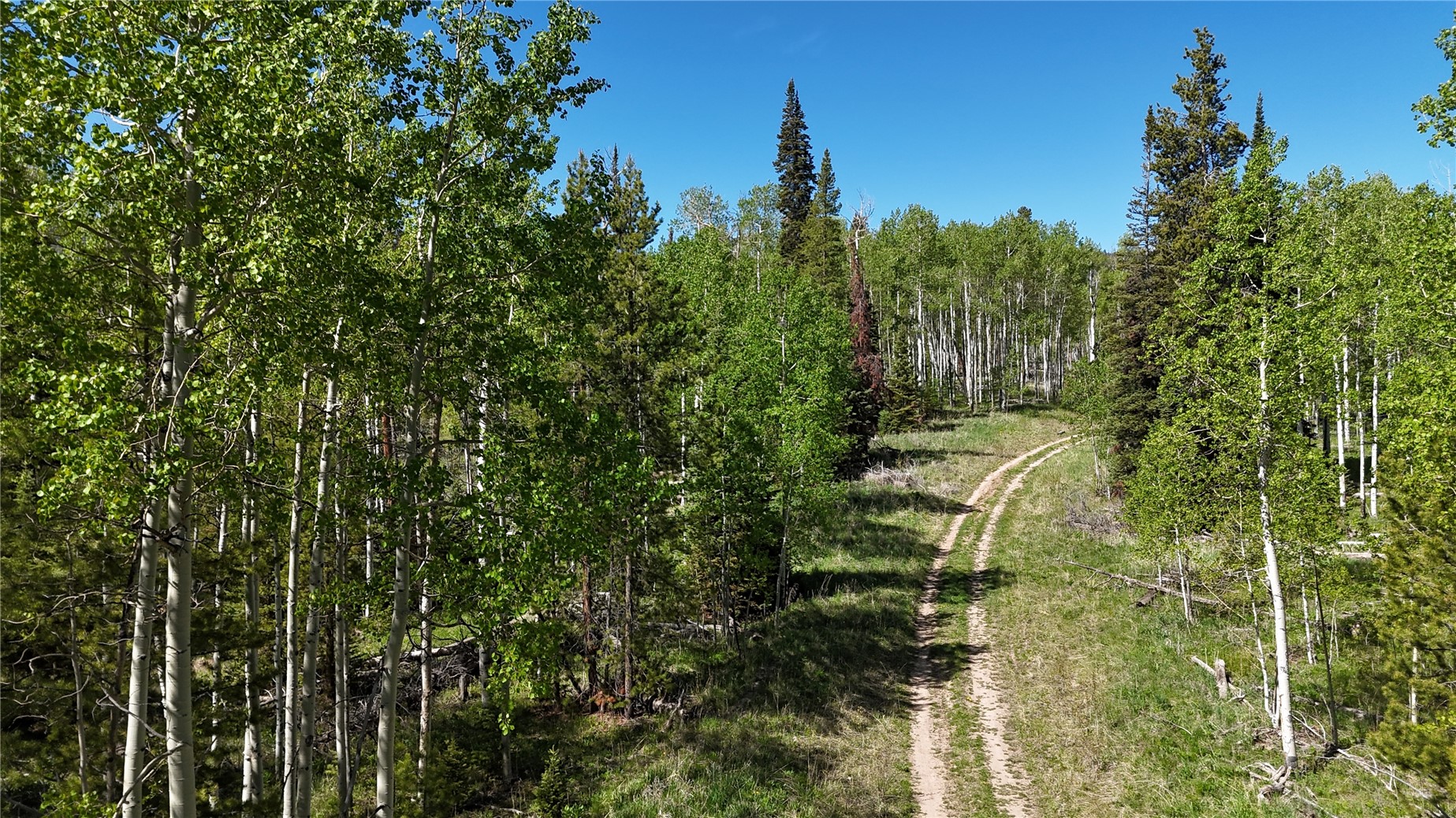 TBD Cody TRAIL