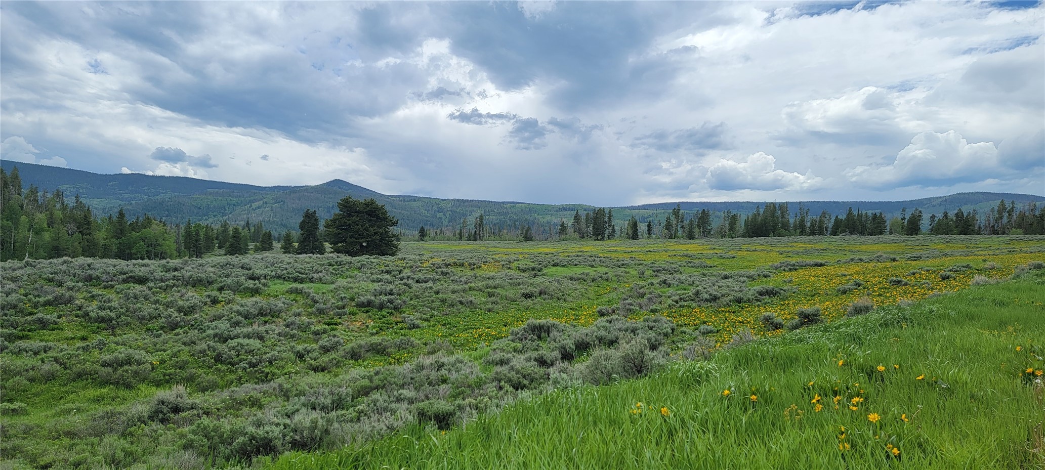 TBD Cody TRAIL