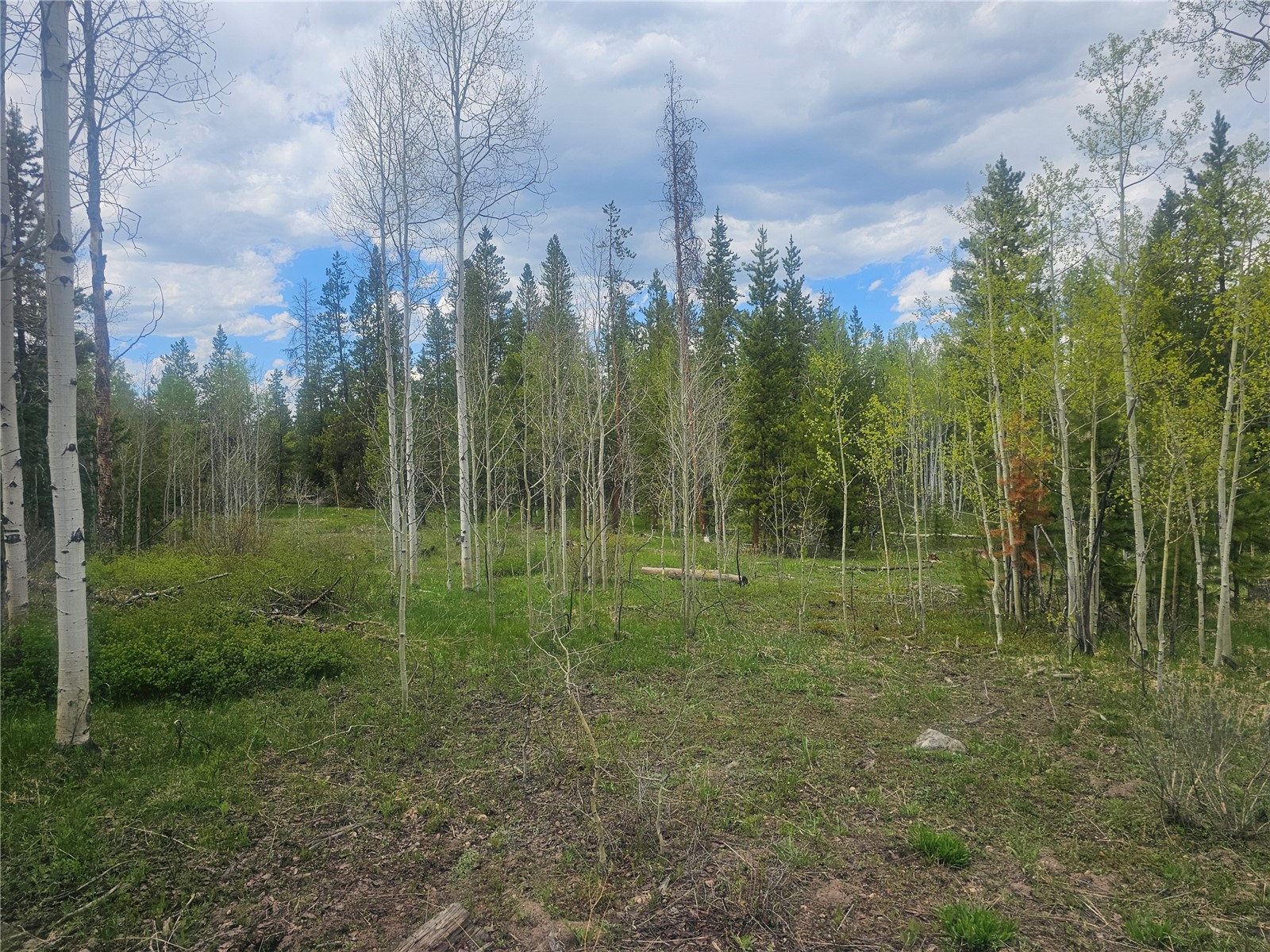 TBD Cody TRAIL