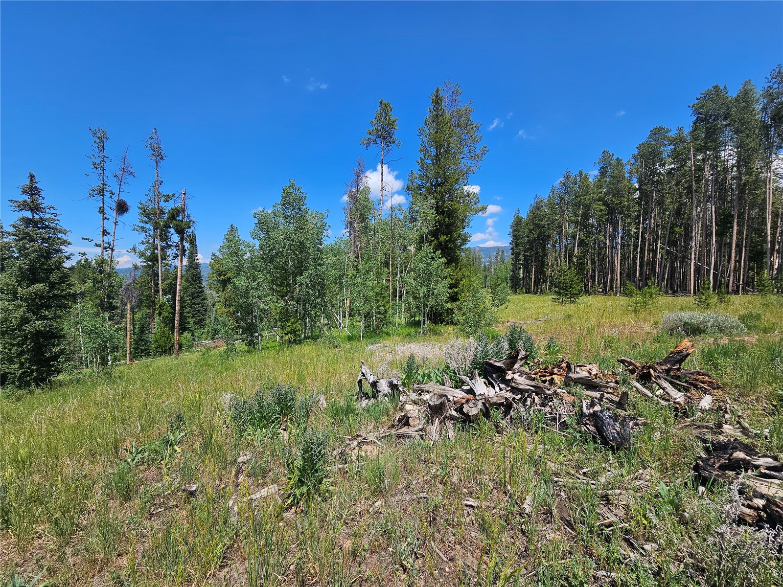 33415 Filly TRAIL