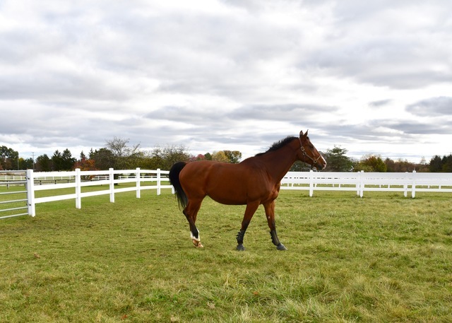 36968 N Thoroughbred Drive