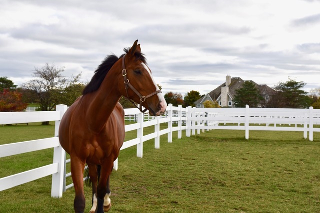 36968 N Thoroughbred Drive