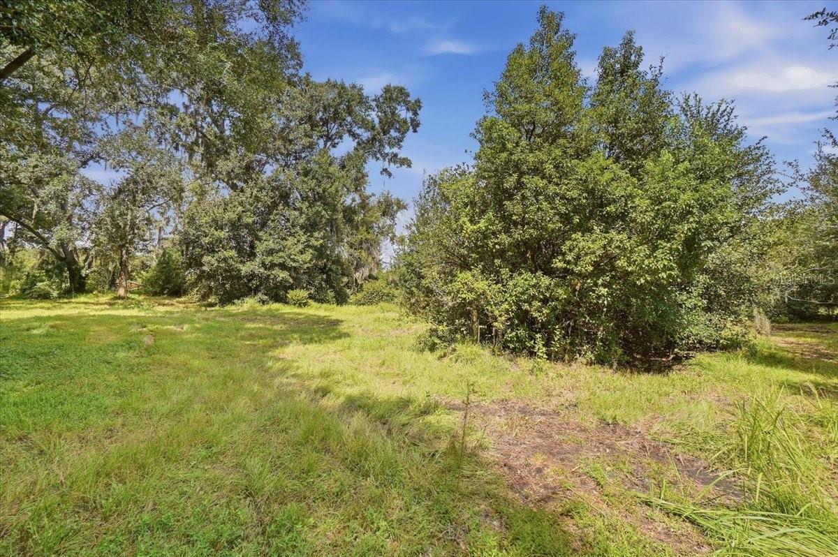 Grassy clearing bordered by mature trees and dense shrubs.