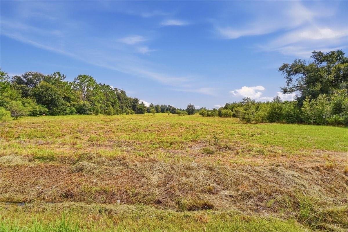 Open grassy vacant lot bordered by trees beneath a blue sky.