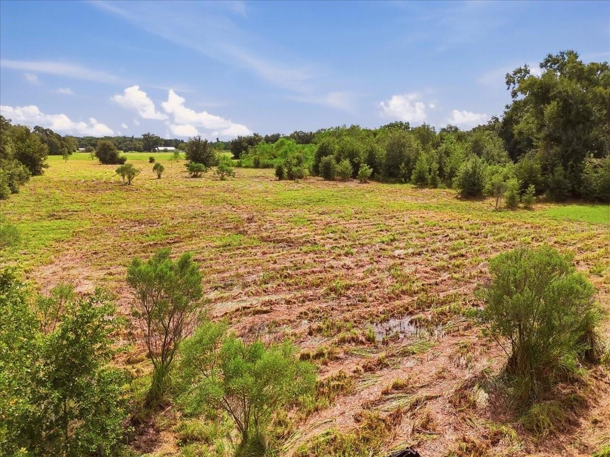 Open cleared land with scattered shrubs and a tree line beneath a blue sky.