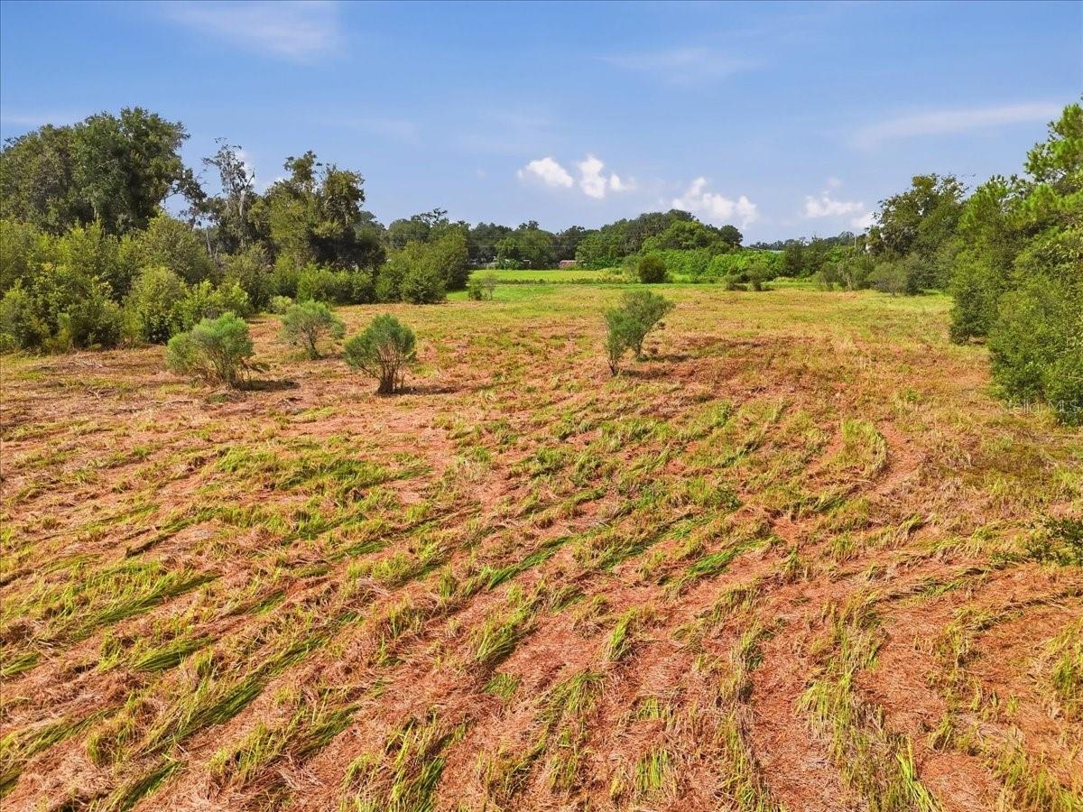 Cleared grassy land with reddish soil, scattered shrubs, and mature trees at the edges.