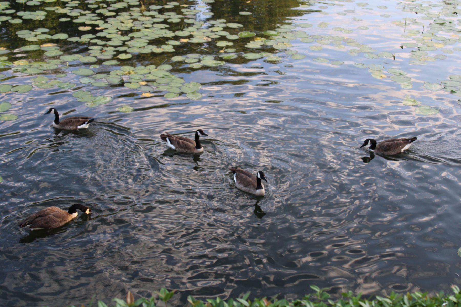 104 Horseshoe Bay BLVD # 5, Horseshoe Bay Unit: 5