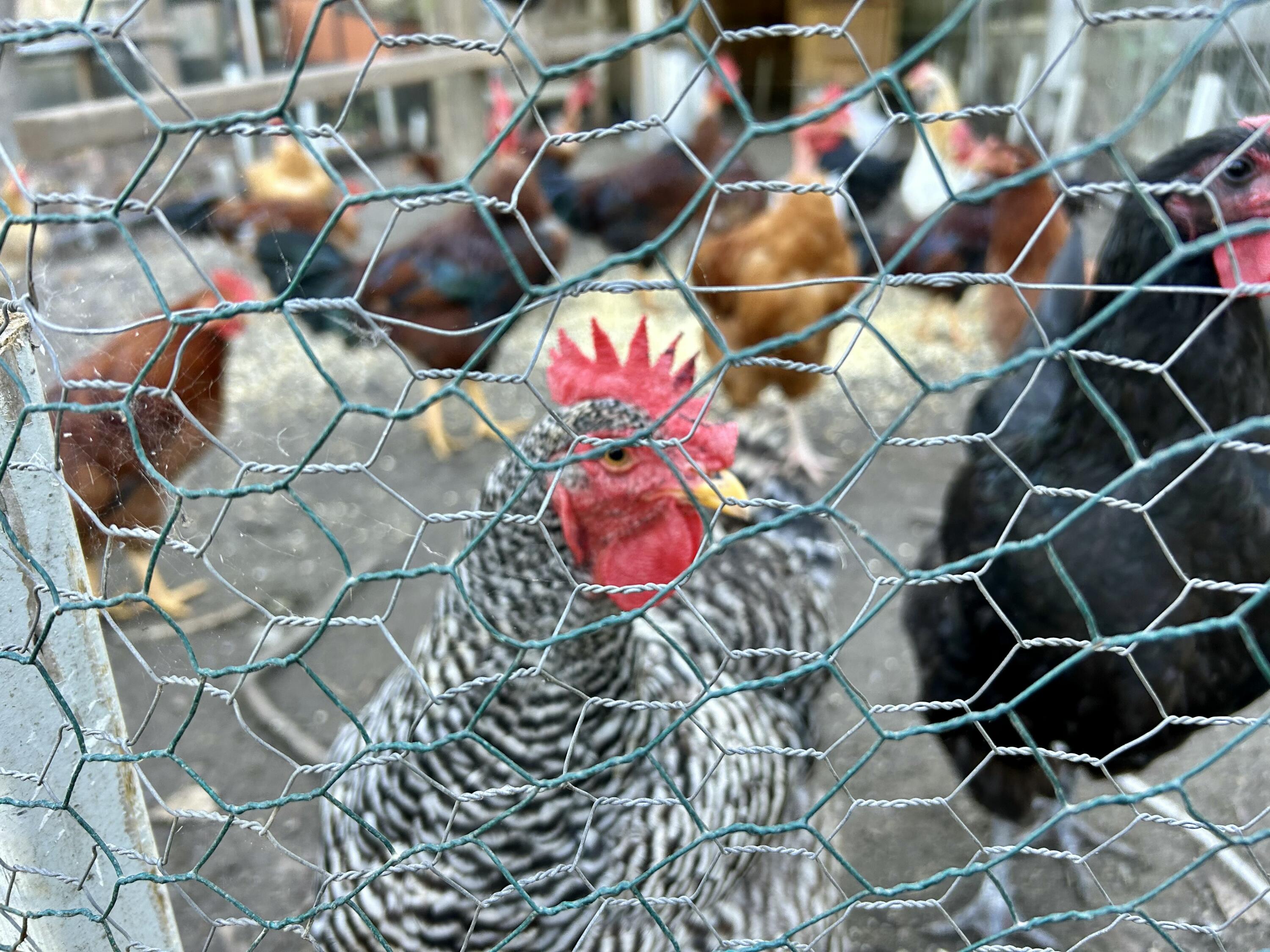 114 Hollow Point Lane